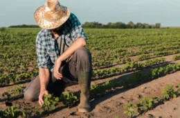 Agronegócio brasileiro alcança 28,58 milhões de trabalhadores no 3º trimestre de 2025