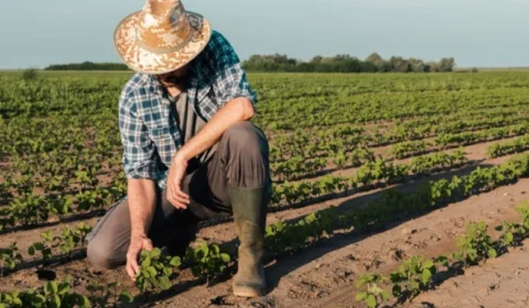 Agronegócio brasileiro alcança 28,58 milhões de trabalhadores no 3º trimestre de 2025