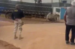 Boi foge de caminhão, invade rodovia e morre após ser capturado em Porto Velho