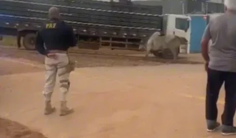 Boi foge de caminhão, invade rodovia e morre após ser capturado em Porto Velho