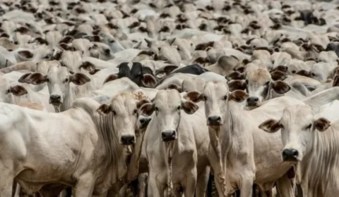 Abates de bovinos, suínos e frangos crescem no último trimestre em Rondônia