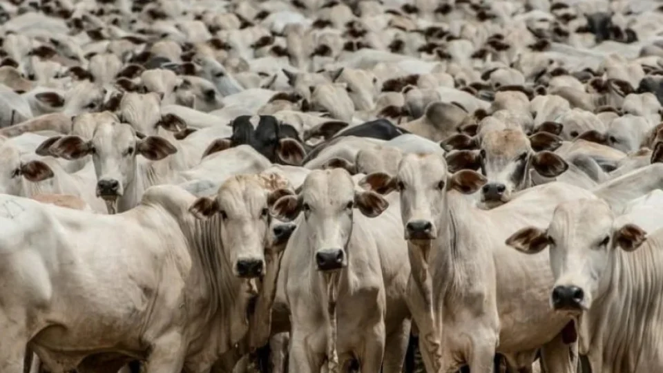 Abates de bovinos, suínos e frangos crescem no último trimestre em Rondônia