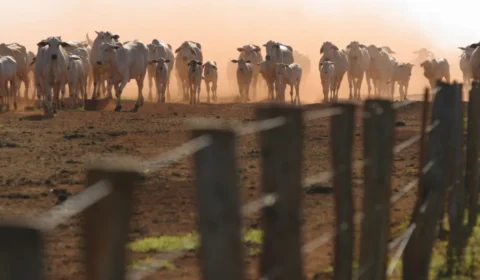 RECAM 2026 abre oportunidade para regularização de autos de infração ambiental em Rondônia