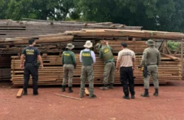 Policia Federal realiza operação contra extração ilegal de madeira com participação de indígenas em Roosevelt