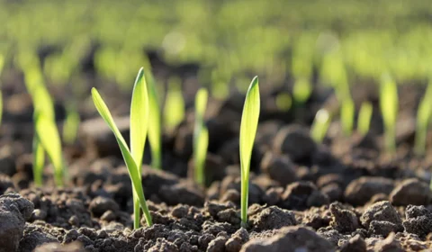 Governo Federal atualiza regras para fiscalização de insumos agrícolas