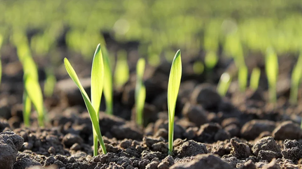 Governo Federal atualiza regras para fiscalização de insumos agrícolas