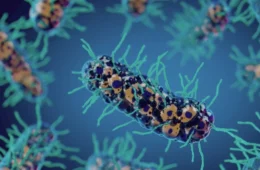 Cientistas desenvolvem bactéria modificada para atacar tumores por dentro