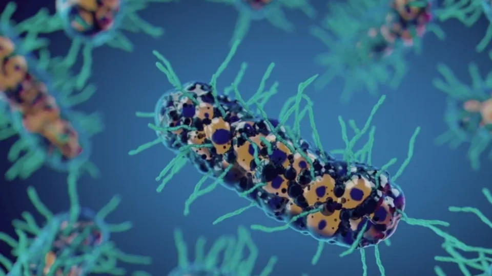 Cientistas desenvolvem bactéria modificada para atacar tumores por dentro