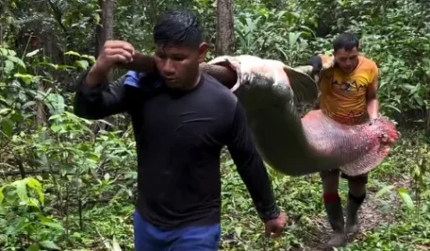 VÍDEO: Pirarucu de 150 quilos é registrado no interior do Amazonas
