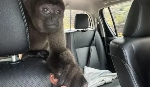 Macaco-barrigudo é resgatado em Porto Velho