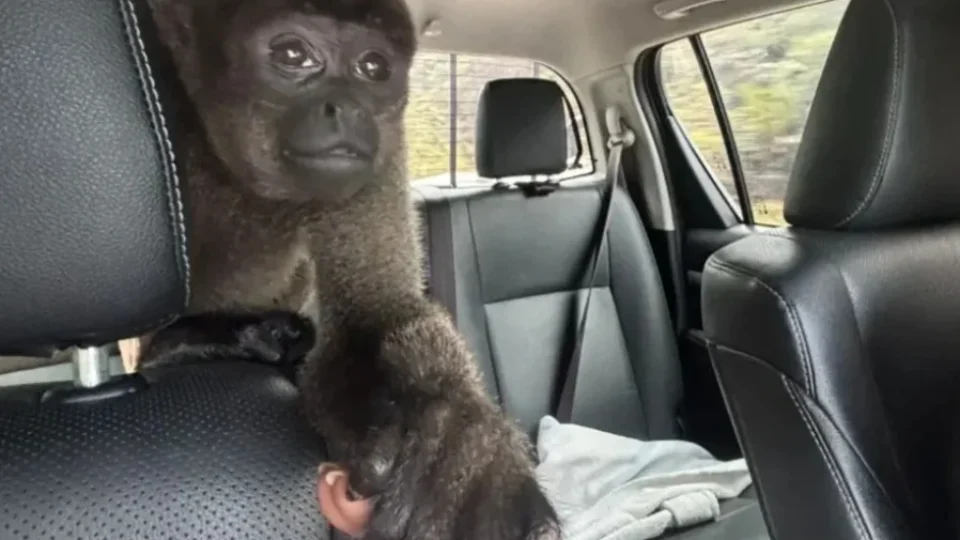 Macaco-barrigudo é resgatado em Porto Velho
