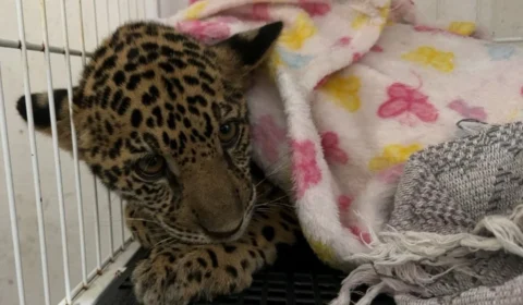 Filhote de onça-pintada resgatado é encaminhado para reabilitação em Rondônia