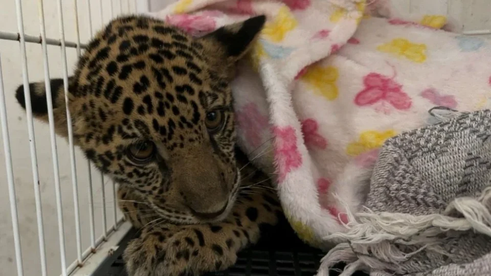 Filhote de onça-pintada resgatado é encaminhado para reabilitação em Rondônia