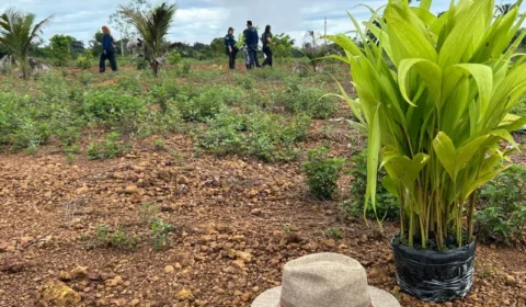 Ação da Ecoporé transforma Carnaval em mobilização por restauração florestal em Rondônia