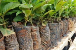 Rondônia amplia produção de café com entrega de 115 mil mudas clonal a produtores rurais