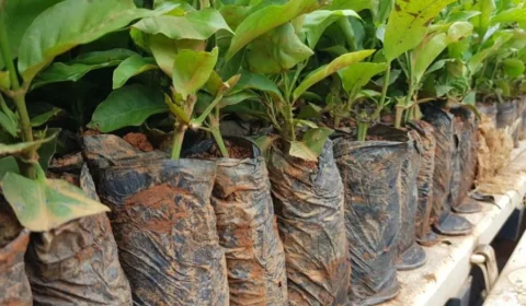 Rondônia amplia produção de café com entrega de 115 mil mudas clonal a produtores rurais