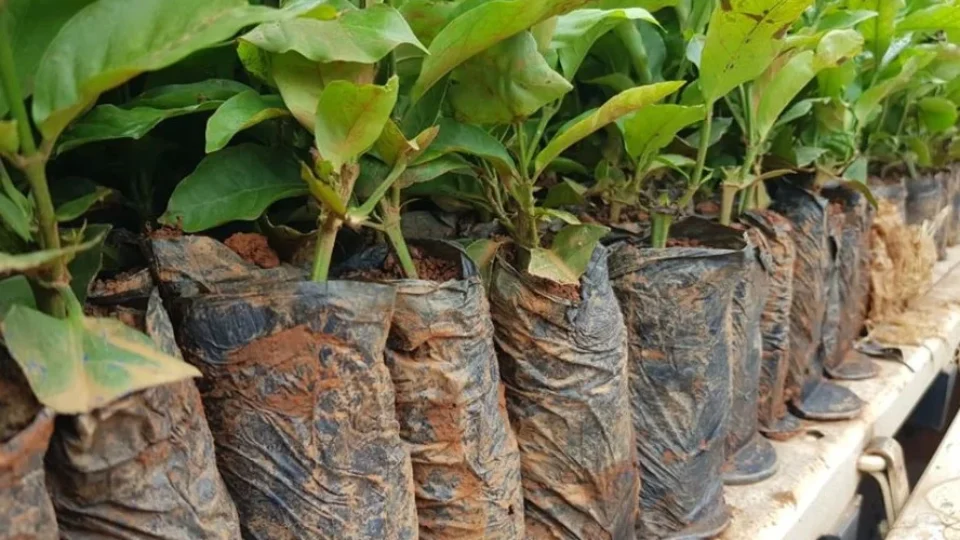 Rondônia amplia produção de café com entrega de 115 mil mudas clonal a produtores rurais