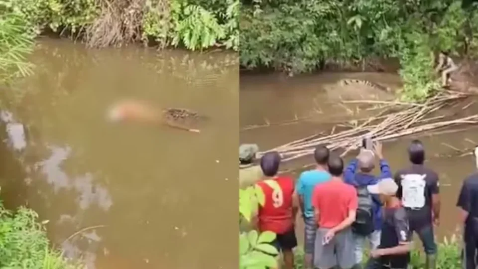 VÍDEO: Mulher morre após ataque de crocodilo enquanto coletava mariscos na Indonésia