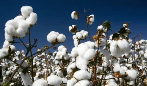 Algodão: Brasil lidera exportações mundiais em meio a excesso de oferta global