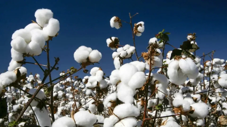 Algodão: Brasil lidera exportações mundiais em meio a excesso de oferta global