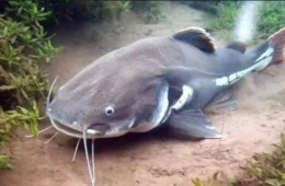 População de peixes migradores desaba 81% e acende alerta global na COP15 em Campo Grande