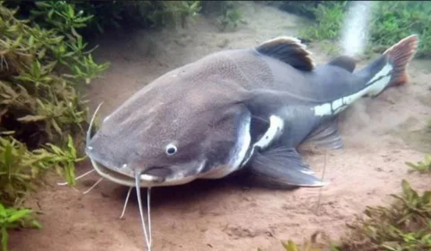 População de peixes migradores desaba 81% e acende alerta global na COP15 em Campo Grande