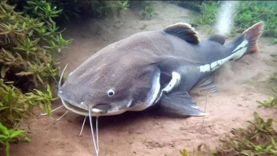 População de peixes migradores desaba 81% e acende alerta global na COP15 em Campo Grande