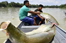 Ibama libera pesca ilimitada de pirarucu em trecho do Rio Madeira e outras regiões