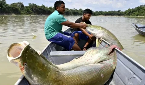 Ibama libera pesca ilimitada de pirarucu em trecho do Rio Madeira e outras regiões