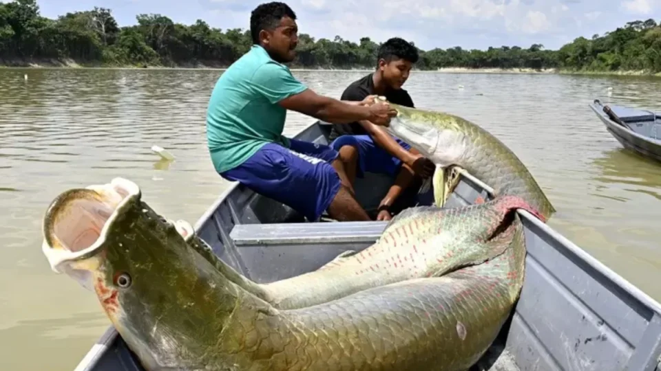 Ibama libera pesca ilimitada de pirarucu em trecho do Rio Madeira e outras regiões