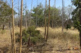 Inteligência Artificial mapeia abandono de terras agrícolas no Cerrado mineiro