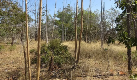 Inteligência Artificial mapeia abandono de terras agrícolas no Cerrado mineiro