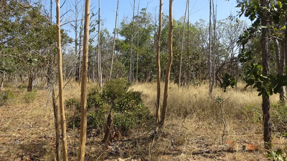 Inteligência Artificial mapeia abandono de terras agrícolas no Cerrado mineiro