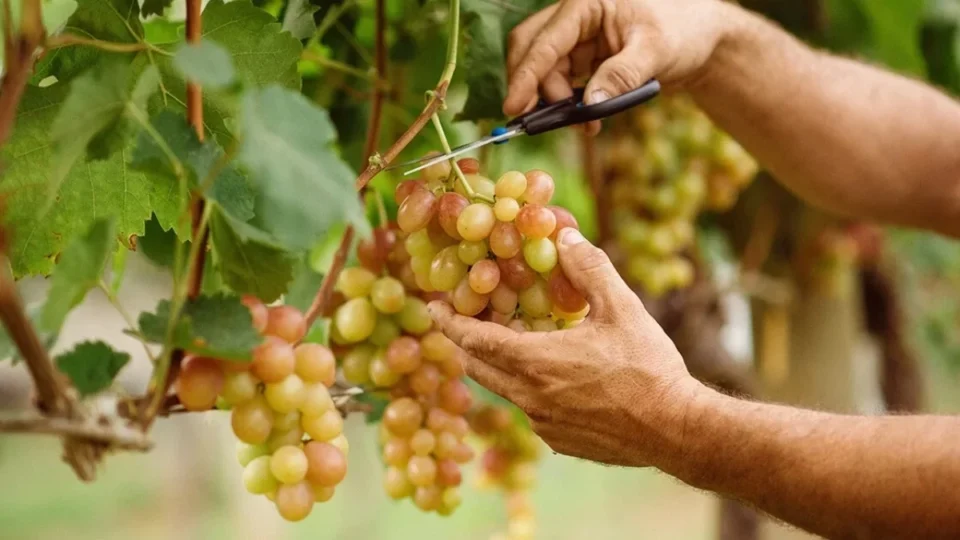 Vinhos de inverno ganham laboratório de alta tecnologia no Centro-Oeste