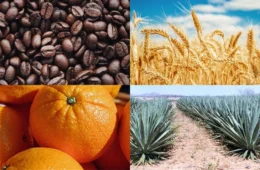 Governo atualiza preços mínimos para safra 2026/2027 e garante renda ao produtor