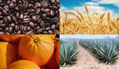 Governo atualiza preços mínimos para safra 2026/2027 e garante renda ao produtor