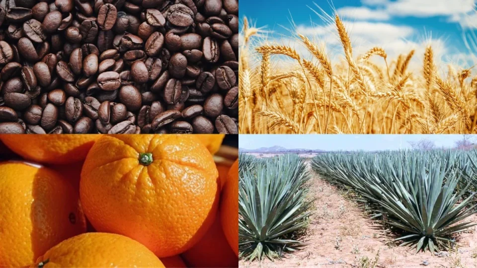 Governo atualiza preços mínimos para safra 2026/2027 e garante renda ao produtor