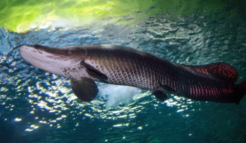Ibama autoriza pesca de pirarucu no Lago Paranoá para conter espécie invasora