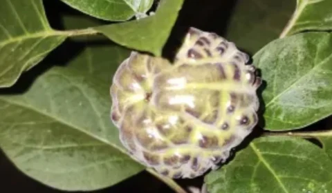 Planta tóxica consumida por família no Acre acende alerta sobre riscos de frutos comuns no estado