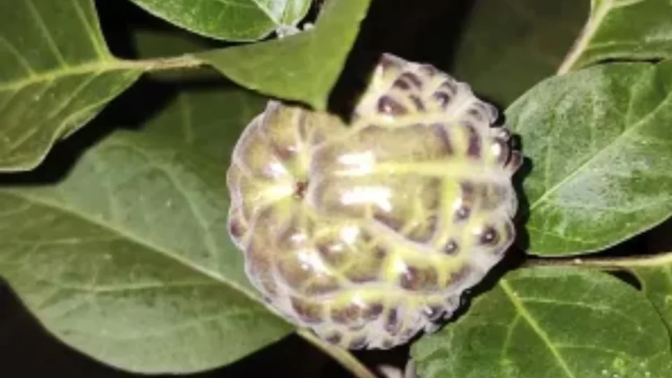 Planta tóxica consumida por família no Acre acende alerta sobre riscos de frutos comuns no estado