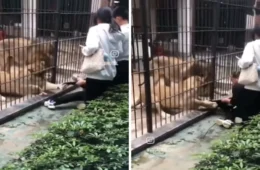 VÍDEO: Criança é atacada por leoa durante visita a zoológico na China