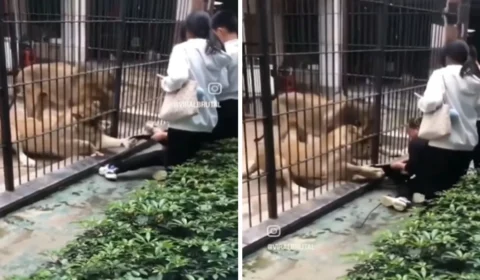 VÍDEO: Criança é atacada por leoa durante visita a zoológico na China