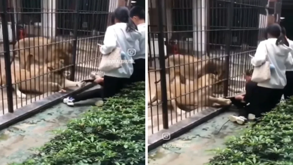 VÍDEO: Criança é atacada por leoa durante visita a zoológico na China