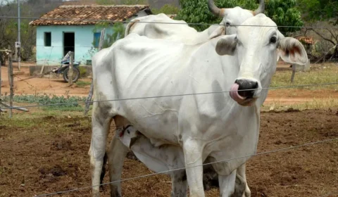 Projeto quer isentar pequeno produtor do pagamento da Guia de Trânsito Animal