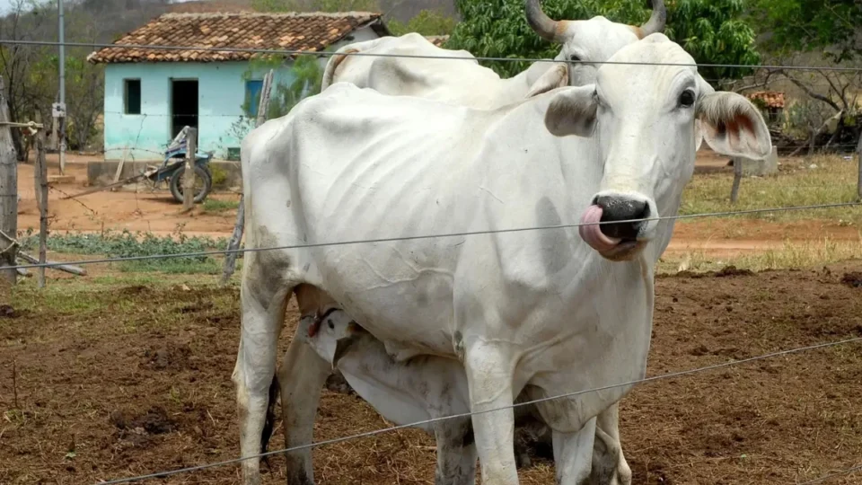 Projeto quer isentar pequeno produtor do pagamento da Guia de Trânsito Animal