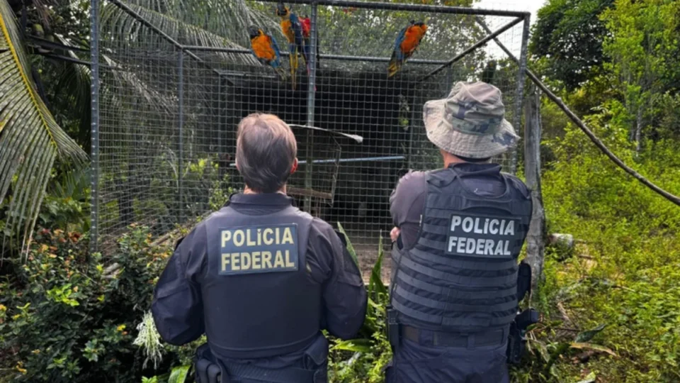 Tráfico de animais silvestres: PF cumpre 34 mandados em quatro estados do Nordeste e um no Norte