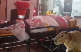 Casal quase morre após colisão com capivara