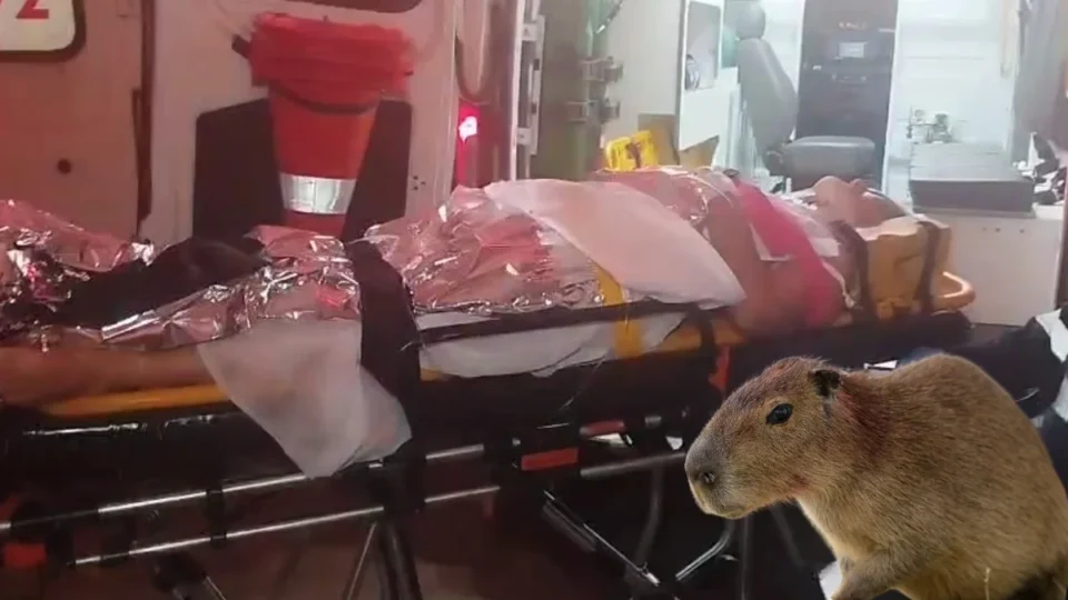 Casal quase morre após colisão com capivara
