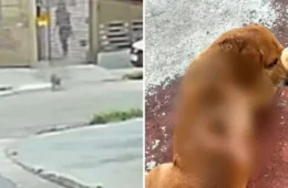 Cachorro comunitário sofre queimaduras após ataque com óleo quente