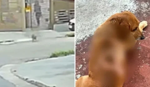 Cachorro comunitário sofre queimaduras após ataque com óleo quente